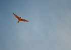 Slechtvalk (Peregrine falcon) (falco peregrinus) - Bayanzag 19-08-2016